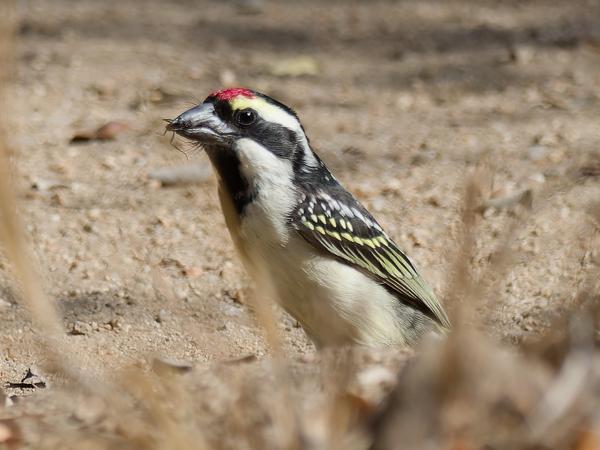 Kaapse baardvogel (Tricholaema leucomelas)